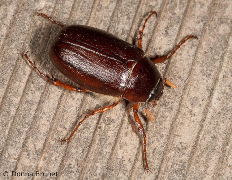 5.14 fig 4 june bug AgCenter.jpg thumbnail